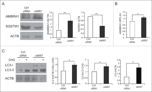 Figure 4. Inhibition of endogenous MIR7–3HG (MIR7) leads to AMBRA1 upregulation and increased autophagy. (A) Western blot analysis in the A549 cell line of cytoplasmic AMBRA1 and SQSTM1 levels, 72 h after transfection with siMIR7 (siRNA anti-MIR7–3HG) or negative control (Ctrl siRNA, control siRNA). ACTB was used as an endogenous control. One representative western blot of 3 independent experiments is shown. The right panels show ImageJ densitometry analysis of 3 independent experiments (mean ± SD of independent experiments, **p < 0.01). (B) AMBRA1 mRNA expression was analyzed by quantitative RT-PCR, 72 h after overexpression of siMIR7–3HG (indicated as siMIR7). Relative quantification was measured by means of the comparative cycle threshold (ΔΔCt) method (mean ± SD of 3 independent experiments, *p < 0.05). (C) Analysis of cytoplasmic LC3-I and LC3-II levels, by using anti-LC3A/B antibody, on extracts from cells untreated or treated with chloroquine (20 μM, 30 min). All samples were analyzed 72 h after transfection with siMIR7 (siRNA anti-MIR7–3HG) or negative control (Ctrl siRNA, control siRNA). ACTB was used as a loading control. One representative western blot of 3 independent experiments is shown. The right graphs show the quantification of autophagy flux as the ratio between LC3-II in chloroquine-treated and untreated cells, the rate of LC3-I to LC3-II conversion and the quantification of LC3-II in the untreated samples. ImageJ densitometry analysis of 3 independent experiments (mean ± SD of independent experiments, *p < 0.05).