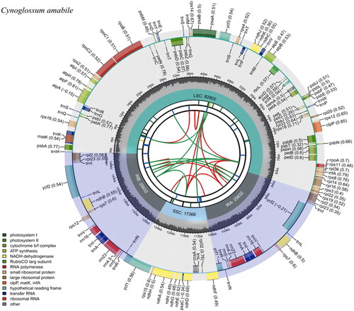 Figure 2. Gene map of Cynoglossum amabile chloroplast genome. The figure consists of several circles, and the information about each circle from the center to outward is as follows: the circle nearest to the center shows the forward and reverse repeats by red and green arcs, respectively. The second and third circles indicate the tandem repeats and microsatellite sequences by short bars, respectively. The fourth circle shows the position of the LSC, SSC, IRA, and IRB regions, respectively. The fifth circle shows the GC content. The outer circle indicates the gene functions. Different colors are used to show different functional categories, as shown in the bottom left of the figure.