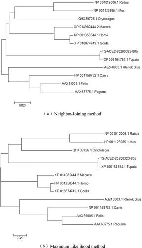 Figure 2. Phylogenetic tree of ACE2 protein sequence in different species