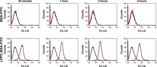 Figure 4 Fluorescence of intracellular LPPC/BSA-FITC complexes in HepG2 cells.Notes: HepG2 cells were treated with LPPC/BSA-FITC complexes (10:40 µg) or 40 µg of BSA-FITC at 37°C for different amounts of time. The fluorescence of cells was analyzed by flow cytometry. Black lines indicate untreated cells and red lines indicate cells treated with LPPC/BSA-FITC. Representative flow cytometry plots of three independent experiments are shown.Abbreviations: FITC, fluorescein isothiocyanate; LPPC, liposomes containing polyethylenimine and polyethylene glycol complex.