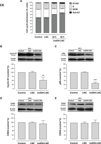 Figure 6 Cell-cycle arrest induced by IndOH-LNC in C6 glioma cells.Notes: Flow cytometry was performed to determine the cell-cycle distribution (sub-G1, G1/G0, S, and G2/M) in 25 μM IndOH-LNC-treated (24 and 48 hours) cells. Western blotting for cell-cycle checkpoint proteins from G0/G1 phase to S phase (cyclin D1, pRb, CDK4, and CDK6) was performed. Unloaded LNC were considered the vehicle control of IndOH-LNC. The histogram presents the quantitative Western blot analysis for the protein indicated. The densitometric values obtained from treatments were normalized to their respective controls (control bar) (100%). Bars represent the mean ± standard deviation for at least six independent experiments. significant differences from control and LNC groups: **P < 0.01, ***P < 0.001, as assessed by one-way analysis of variance followed by the Bonferroni post hoc test.Abbreviations: IndOH-LNC, indomethacin-loaded lipid-core nanocapsules; LNC, lipid-core nanocapsules.