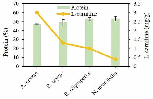 Figure 5. Profiles of protein and L-carnitine contents in the fungal biomass originated from submerged cultivation of the filamentous fungal strains used in this study