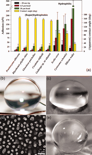 Figure 2. (a) Graph displaying the species type as a function of the apparent contact angle (right axis) and adhesion (left axis). The adhesion measurements were obtained using three different particles (4.5 and 30 μm silica beads, and an AFM silica tip (ca 28 nm)). Error bars represent SEs. Photographs showing a 10 μl droplet deposited on (b) a cicada wing membrane, and (c) hydrophobic PDMS surface. (d) and (e) show the PDMS replica of the cicada Tosena sybilla and the interaction of a water droplet with a polymer (PDMS) replica of the cicada Gaeana cheni, respectively.