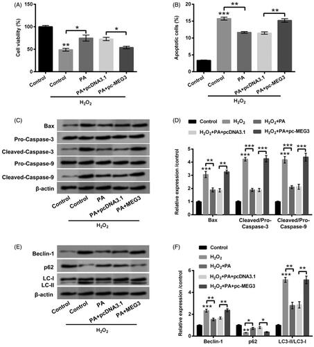 Figure 5. PA allayed H2O2-triggered PC12 cells damage through prohibiting MEG3 expression. PC12 cells received pc-MEG3 and pcDNA3.1 transfection and then were managed with H2O2 (200 µM) and PA (1 µM), CCK-8, flow cytometry and western blot were executed to test (A) cell viability, (B) apoptosis, (C,D) Bax, Pro/Cleaved-Caspase-3 and Pro/Cleaved-Caspase-9 expression and (E,F) cell autophagy-associated factors (Beclin-1, p62 and LC3-II/LC3-I) expression. *p < .05, **p < .01, ***p < .001.