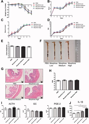 Figure 7. Morphine exhibited no significant effect on the colitis of dextran sodium sulfate (DSS) model. We fed 3% DSS water to mice on days 0–7. PBS (control) or morphine (1, 2.5, or 7.5 mg/kg) was intraperitoneally administered on days 0–6 (n = 10 each group). Euthanasia of the mice was performed on day 7. (A–C) Mice were assessed daily for weight, diarrhea, and hematochezia; (D) Disease activity index (DAI) was calculated on the basis of weight change, diarrhea, and hematochezia; (E) Colon lengths; (F) Progressive stages of colitis development; (G) 100× of representative hematoxylin and eosin (H&E)-stained sections of colon (structure: e: epithelial disruption; i: inflammatory infiltration); (H) Histology activity index (HAI) based on epithelial disruption and inflammatory infiltration; (I) Serum levels of adrenocorticotropic hormone (ACTH), glucocorticoid (GC), and prostaglandin E2 (PGE-2) using enzyme-linked immunosorbent assay (ELISA); (J) Cytokine levels in the colonic mucosa by multiplex ELISA. Data are expressed as mean ± SEM of experiments (10 mice per group). Asterisk represents significance in morphine treatment (7.5 mg/kg) group compared to the PBS control group in A, respectively. *p<.05; **p<.01; ***p<.001.