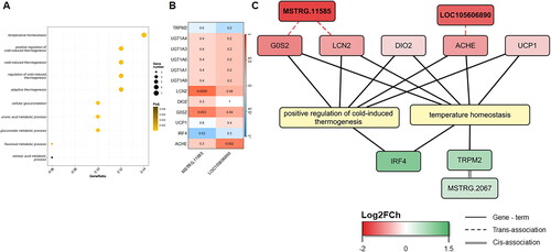 Figure 7. Functional enrichment analysis for co-expressed genes in Module 4. (A) Dot-plot of the 10 most significantly enriched terms (q-value <0.05). (B) Heatmap of the Pearson’s correlation between the DElncRNAs in the X-axis co-expressed and the co-expressed protein-coding genes in Module 4 in the Y-axis based on their expression level. (C) Gene network and the five most enriched terms. The keepDE genes detected in the meta-analysis are highlighted in bold.