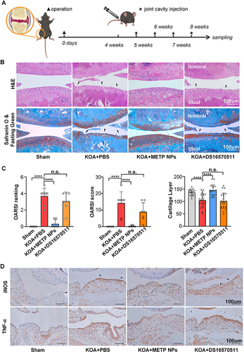 Figure 3 Intra-articular injection of METP NPs alleviates inflammation and protects articular cartilage from structural destruction in KOA mice. (A) Schematic graph for time points of KOA operation and injection. (B) The morphology of mouse joint tissue was assessed by H&E and Safranin O/fast green staining. (C) OARSI ranking, OARSI score and cartilage layer thickness measurement. (D) Immunochemistry staining of the iNOS and TNF-α levels in the synovium of mice in all four groups. Black triangular arrows indicate articular cartilage defect in (A) and strong positive reacted cells and regions in (D). Data are presented as the mean ± SD. ****P < 0.0001.