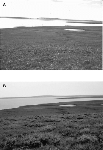 FIGURE 6. Photos taken from site 6 on the back slope of Nimrod Hill to the west toward Imuruk Lake (a) July 1973, 4 yr before a 1977 tundra fire, and (b) August 2001, 24 yr after fire. Note change in abundance of willow shrubs in the foreground
