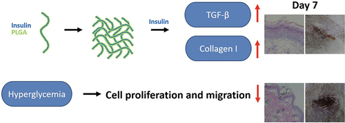 Figure 5 Accelerate the healing wound following treatment using functionally active insulin released from insulin-loaded nanofibrous scaffolds.