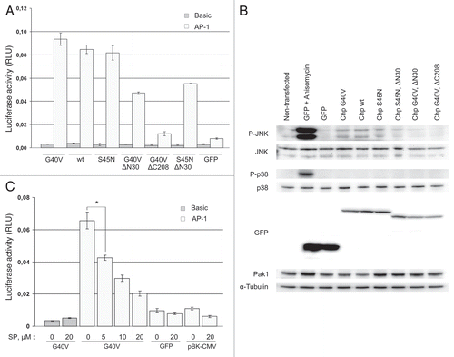 Figure 6 Chp activates AP-1-dependent transcription in HE K293 cells. (A) HE K293 cells were cultured in 24-well plate and transfected with plasmids for expression of GFP or indicated GFP-Chp mutants together with firefly luciferase reporter plasmids (‘Basic’-pGL3-Basic, ‘AP-1’-pfLuc-AP-1) and Renilla luciferase reporter plasmid pRL-CMV. Forty eight hrs after transfection cells were lysed and luminescence was measured with Dual Luciferase Reporter Assay System (Promega). Activity of firefly luciferase was normalized to Renilla luciferase activity. Data are presented in relative luminescence units (RLU) as mean values of three independent measurements ± SD indicated by error bars. The data are representative of three independent experiments. An unpaired t-test was used to calculate two-tailed p-value. (B) HE K293 cells were transiently transfected with plasmids for expression of indicated proteins or left non-transfected (lane 1) and grown for 48 hrs. Prior to lysis positive control cells were treated with 10 µg/ml of anisomycin for 30 min to induce activation of JNK (lane 2). Cell lysates were analyzed by western blotting with indicated antibodies. (C) HE K293 cells were cultured and transfected as in (A). In addition, cells were transfected with reporter plasmids and pBK-CMV. After transfection cells were incubated for 48 hrs in growth medium containing SP600125 (SP) at indicated concentration (0, 5, 10 and 20 µM) prior to luciferase activity measurements. Data are processed and presented as in (A). *p = 0.0018.