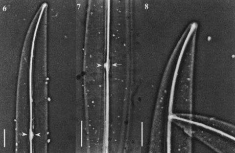 Figs 6 – 8. Light micrographs of Haslea nipkowii from the French Atlantic coast. Fig. 6. Half valve showing a distinct white spot at centre (arrowhead) with opposing thin central bar (arrow) and wide axial costa. Fig. 7. Central valve showing transapical striae crossed at right angle by a longitudinal pattern with distinct white spot (arrowhead) and opposing narrow central bar (arrow). Fig. 8. Apex showing bifurcated distal raphe fissure. All scale bars represent 10 μm.