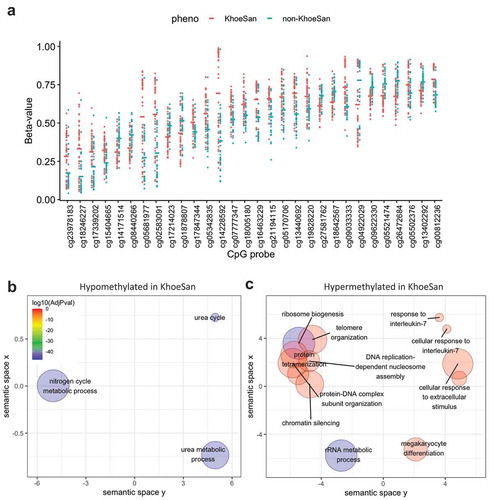 Figure 5. Differentially methylated loci with the largest effect size between KhoeSan and non-KhoeSan groups. (a) Strip chart shows methylation beta-values in top 30 CpGs based on their mean absolute beta-value difference between KhoeSan and non-KhoeSan groups. (b–c) Significantly enriched GO terms (FDR < 0.001) identified by gene set enrichment analysis of: (b) hypomethylated and (c) hypermethylated CpG loci. Bigger circles denote more general and more frequent GO terms, whereas smaller denotes more specific ones. Colour corresponds to FDR significance level (blue – most significant)