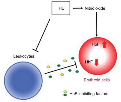 Figure 6 Possible model for the mechanisms that regulate HU-induced HbF expression.