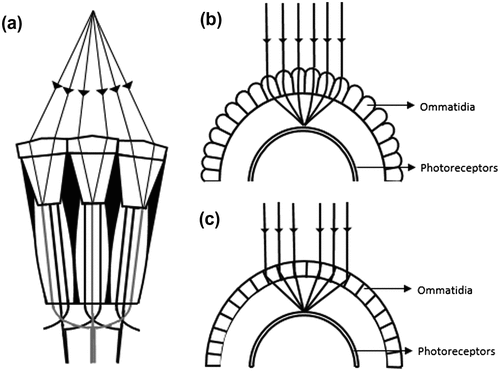 Figure 5. Types of Compound eyes. (a) Neural superpositional compound eye, (b) Refractive superpositional eye, (c) Reflecting superpositional eye (Adapted from Neilsson et al. 1989).