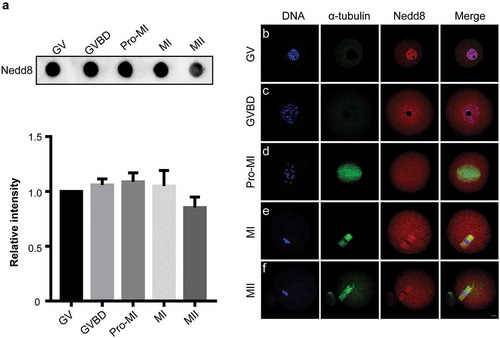 Figure 1. Expression and subcellular localization of Nedd8 during mouse oocyte meiosis.(a) Mouse oocytes were collected after culture for 0, 2, 6, 8, and 12 h, corresponding to germinal vesicle (GV), GV breakdown (GVBD), prophase of metaphase I (pro-MI), metaphase I (MI) and metaphase II (MII) stages, respectively. Whole lysates from 30 oocytes were loaded in each lane for dot blotting. Nedd8 levels were determined using an anti-Nedd8 antibody. The relative staining intensity of Nedd8 was assessed by densitometry in the histogram. Error bars represent the standard deviation. (b-f) Oocytes of different stages were collected for immunofluorescence staining. Blue: DNA; Green: α-tubulin; Red: Nedd8. Scale bar, 10 μm.