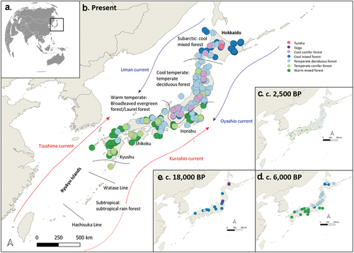 Figure 2. Ocean currents, biogeographical boundaries, and current and past vegetations of Japan adapted from Takahara et al. (Citation2000) and Gotanda et al. (Citation2002). (a) Location map of Japan. (b) Current vegetation map of Japan. (c) Vegetation around 2,500 BP. (d) Vegetation around 6,000 BP. (e) Vegetation around 18,000 BP.