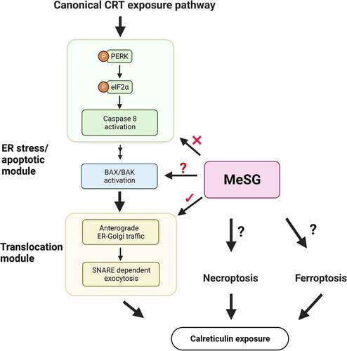 Figure 1. Brief summary of canonical calreticulin (CRT) exposure pathway.