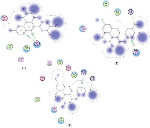 Figure 3.  2D Ligand interaction of the 5-aryl-pyrimido[5,4-c]quinoline-2,4-diones with DNA gyrase-B; panel (1) compound 5c showing only pi-cationic interaction with Arg76; panel (2) compound 5e showing pi-cationic interaction with Arg76 and H-bond with Arg136; panel (3) compound 5f showing pi-cationic interaction with Arg76 and two H-bonds with Arg136 and Asn46.