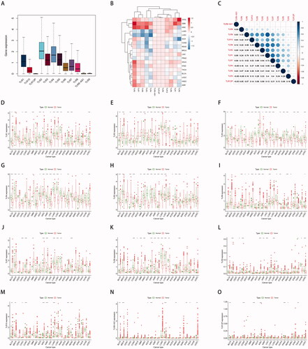 Figure 2. Differentially expressed TLR genes analysis and correlation analysis in various cancers. (A) Expression profile of TLR genes in pan-cancer. (B) Differential expression analysis: Red indicates that the gene is up-regulated in the tumour; blue indicates down-regulated; and white indicates no difference in expression levels. The density represents the log2 (fold change) value. (C) Co-expression analysis between TLR family. (D) The expression level of each TLR gene in different cancer.