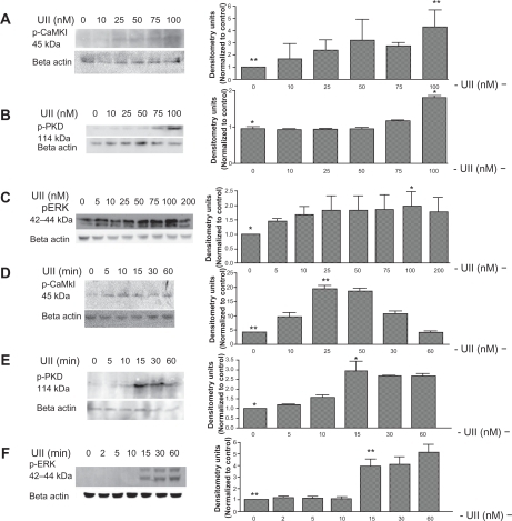 Figure 3 Urotensin II induces phosphorylation of CaMKI, PKD, and ERK in Pac1. Western blot analysis of the time course of CaMKI, PKD, and ERK phosphorylation (A, B, and C) and dose response of urotensin II-stimulated phosphorylation CaMKI, PKD, and ERK (D, E, and F) in Pac1 cells. Densitometry analysis was conducted on Western blots (n = 3, *P ≤ 0.05, **P ≤ 0.01).