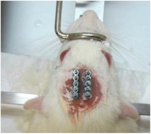 Figure 2. A rat at the final surgery stage. Two VPM electrodes are placed in the head.