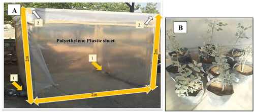 Figure 1. (A): Dusting chamber in simulated condition showing the dimensions, blowing fans, and holes for ventilation. 1: small fans, 2: ventilations holes; (B): some wild pistachio seedlings treated by dust inside the chamber.