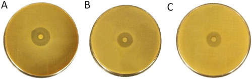 Figure 4. Agar disc diffusion method using MF135 crude extract against MRSA (A), C. jejuni (B) and S. typhimurium (C).
