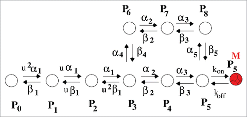 Figure 13. Kinetic model of drug binding. Model of Mexiletine drug blocking is a 10 state model.