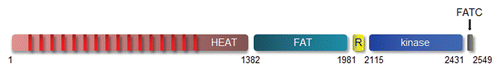 Figure 2 Anatomy of the mTOR protein. The mTOR protein is composed of several domains, including a HEAT (Huntington, EF3A, ATM, TOR), FAT (FRAP, ATM, TTRAP), R (TOR), FATC (FRAP, ATM, TRRAP C-terminal) and kinase domain. The amino acid residues are shown along the bottom.
