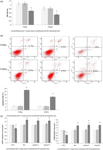 Figure 2. (a) Detection of cell proliferation ability after transfection in both CHMp and CHMm cells. (b) Detection of cell apoptosis ability after transfection in both CHMp and CHMm cells. (c) Detection of Bcl-2, Bax, caspase-3, and caspase-9 gene expression by RT-PCR.