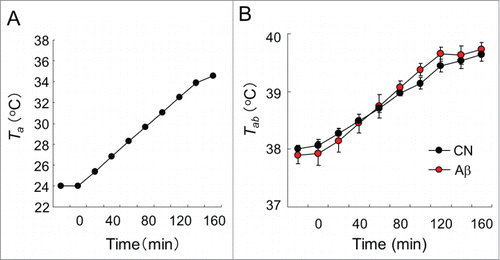 Figure 3. Heat tolerance test in CN and Aβ–infused rats. (A) Ta of the chamber in the heat tolerance test. Ta was gradually raised from time at 0 min. (B) Tab responses to gradient heat of CN (black circle) and Aβ-infused rats (red circle). The Tab values of all rats were monitored by a telemetry system. Tab responses of CN and Aβ-infused rats did not significantly change. (C) c-Fos+ cells in the PO/AH. Green signals show c-Fos+ cells. The expression level of c-Fos+ cells of CN (left) and Aβ-infused rats (right) did not alter. Scale bar: 50 μm. (D) Over view of PO/AH of hypothalamic section. Red box shows immuno-stained area of (C). ac, anterior comm. ox, optic chiasm.