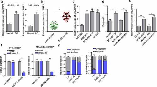 Figure 1. CircUBAP2 was abundantly expressed in TNBC tissues and cells, particularly in DDP-resistant cells. (a) GEO databases showed the expression of circUBAP2 in normal and BC tissues. (b and c) RT-qPCR compared the expression of circUBAP2 between TNBC tissues and normal tissues (b) and between TNBC cell lines and normal human breast epithelial cells (c). (d) IC50 value was compared between TNBC cells (BT-549 and MDA-MB-436) and their matched DDP-resistant cells. (e) CircUBAP2 expression was detected in both DDP-resistant and nonresistant TNBC cells. (f) Relative expression of circUBAP2 and UBAP2 mRNA in DDP-resistant cells was detected by RT-qPCR in the presence or absence of RNase R. (g) circUBAP2 was mainly located in the cytoplasm by nuclear-cytoplasmic fractionation assay. *p < 0.05; ** p < 0.01.