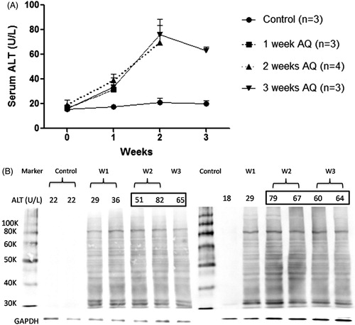 Figure 2. Time course of (A) liver injury and (B) hepatic covalent binding of AQ in AQ-treated BN rats. To perform the covalent binding studies the animals had to be sacrificed and that is why there are different animals for each time point. Not all of the liver protein samples could be fitted onto one SDS gel, but there are control samples from untreated animals on both gels.