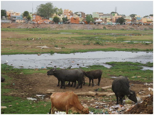 Figure 6. Cattle grazing in the riverbed, River Vaigai, Madurai.