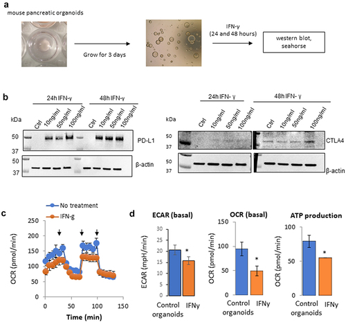 Figure 1. Effect of IFNγ on the metabolism of mouse pancreatic organoids. a) Schematic representation of the timeline using mouse pancreatic organoids. b) Immunoblotting of PD-L1 and CTLA4 protein expression following a concentration range of IFNγ exposure at 24 hr and 48 hr. c) Metabolic profiling of mouse pancreatic organoids following IFNγ exposure (24 hr, 10 ng/mL). Arrows indicate respectively injection of oligomycin, FCCP, rotenone/antimycin. d) Extracellular acidification rate (ECAR), basal oxygen consumption rate (OCR), and ATP production were measured using a metabolic bioanalyzer following IFNγ exposure (24 hr, 10 ng/mL). *p < .05.