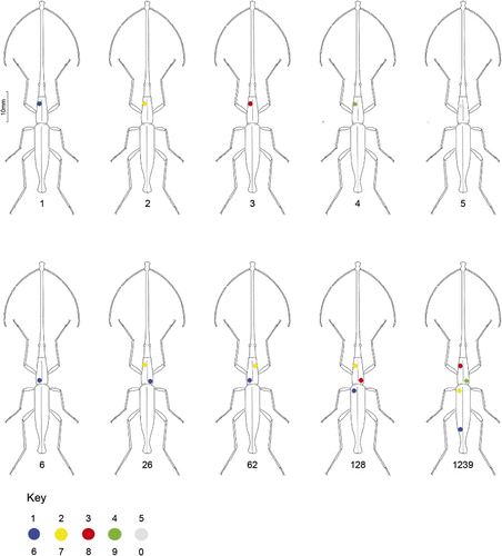 Figure 2 Marking system used during the study of Lasiorhynchus barbicornis. Original drawing by D.W. Helmore, © Landcare Research, used with permission. Modifications by V. Ward and C.J. Painting.