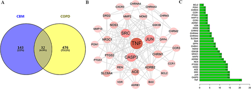 Figure 2 Screening the targets of CBM and COPD. (A) Venn diagram showing the common targets of CBM in the treatment of COPD; (B) PPI network of the common targets; (C) Barplot of the common targets.