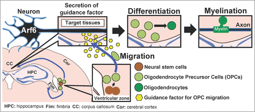Figure 1. Schematic model for trans-regulation of OPC migration and axon myelination by neuronal Arf6. OPCs derived from the neural stem cells in the ventricular zone migrate to the target tissues, the Fim and CC, in response to FGF-2 secreted from neurons in an Arf6-dependent manner. In the Fim and CC, OPCs mature into oligodendrocytes which in turn form myelin sheaths.