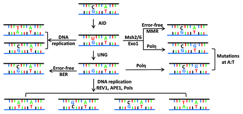 Figure 2. Fate of cytidine residues following AID mediated DNA deamination. (A) AID deaminates cytidine residues to uracils that are identified by the cellular base excision repair pathway (UNG) or the mismatch repair pathway (MSH2/MSH6) for repair. Neighboring residues (A/T based pairs) may be mutated in this process of DNA lesion repair that depends upon the DNA polymerase η. (B) Multiple possibilities exist explaining how a lesion could be repaired. Based on the activity of error prone DNA polymerases (DNA pol η), change of the neighboring A/T based pair could be to T/A or G/C or C/G base pairs. The nascently formed uracil residues are substrates of the apurinic endonucleases (APE1/2), and this reaction eventually leads to creation of single-strand DNA (ssDNA) nicks. ssDNA nicks on both strands of switch sequences can generate DNA double strand breaks that are intermediates during CSR.