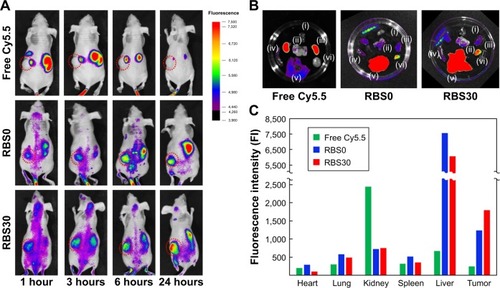 Figure 7 Noninvasive in vivo fluorescent imaging of (A) free Cy5.5, Cy5.5-labeled RBS0, and Cy5.5-labeled RBS30 injected intravenously into U87MG tumor-bearing nude mice. (B) Fluorescence images of isolated (i) heart, (ii) lung, (iii) kidney, (iv) spleen, (v) liver, and (vi) tumor tissue 24 hours postinjection. (C) Quantitative fluorescence intensities of tumors and main organs.