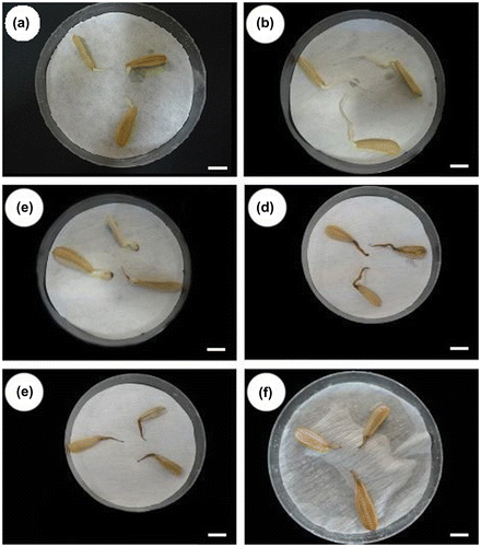 Figure 3. Effects of deltamethrin insecticide on sunflower roots: (a) chosen roots for the cytogenetic tests; (b) roots in control for 48 h; (c) roots in 1 ppm DEL treatment for 48 h; (d) roots in 2 ppm DEL treatment for 48 h; (e) roots in 4 ppm DEL treatment for 48 h; (f) roots in 5 ppm DEL treatment for 48 h (scale bars: 1 cm).