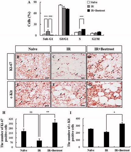 Figure 6. The effect of beetroot on the cells committed to hematopoiesis of bone marrow in irradiated mice. Mice administered with beetroot extract were exposed to 7 Gy irradiation and bone marrow cells of femurs were isolated from mice of each experiment group 10 days after irradiation. (a) Cell cycle of bone marrow cells of irradiated mice. Fluorescence-activated cell sorting determined the portion of bone marrow cells in the sub-G1 phase (apoptotic peak) of the cell cycle. (b–d) Representative images of Ki-67 immunoperoxidase staining in the femurs of (b) Naive, (c) IR and (d) IR + Beetroot groups. Bars =50 μm. (e–g) Representative images of immunoperoxidase staining of c-kit in the femurs of (e) non-irradiated, (f) irradiated and (g) IR + Beetroot groups. Bars =50 μm. (H-I) Quantification of (h) Ki-67 and (I) c-kit positive cells performed using five lesions showing the most representative expression of each mouse (3 mice per group). Data are represented as means ± SEM of three independent experiments (*p < .05, **,††p < .01, ***,†††p < .001).