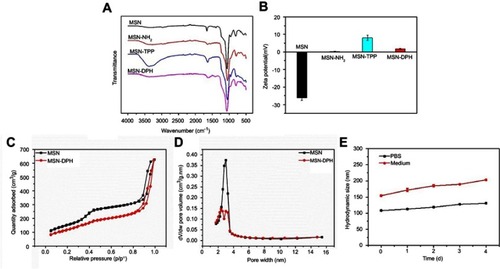 Figure 2 Characterizations of the MSN-DPH (consist of Dox loaded, TPP attached, HA capped mesoporous silica nanoparticles). (A) FT-IR spectra of MSN, MSN-NH2 and MSN-TPP. (B) Zeta potentials of MSN, MSN-NH2, MSN-TPP and MSN-DPH. Nitrogen adsorption–desorption isotherms (C) and corresponding pore size distribution (D) of MSN and MSN-DPH. (E) Stability of MSN-DPH in terms of hydrodynamic size in PBS and medium.Abbreviations: MSN, mesoporous silica nanoparticle; TPP, triphenylphosphine.