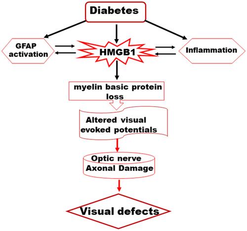 Figure 5 A schematic representation depicting a possible mechanism of HMGB1-derived optic nerve damage in the diabetes.