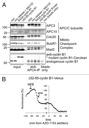 Figure 5. Residual cyclin B1 during anaphase re-activates the spindle checkpoint. (A) U2OS cells were transfected with R42A-cyclin B1-Cerulean or Δ52–85-cyclin B1-Cerulean, thymidine synchronized, released for 14 h and then collected by mitotic shake-off. Lysates from mitotic cells were subjected to APC4-IPs to immunoprecipitate APC/C and analyze co-immunoprecipitation of mitotic checkpoint proteins by western blot. Note that checkpoint proteins BubR1 and Mad2 are removed from the APC/C after release from Nocodazole, but stay bound to the APC/C in mitotic cells expressing cyclin B1-mutants; (B) Fluorescence plot of Δ52–85-cyclin B1-Cerulean in an anaphase arrested cell before and after the addition of Aurora B inhibitor AZD-1152, which inactivates the spindle checkpoint when all kinetochores are attached to the mitotic spindle. The cyclin B1 mutant is is stabilized during the mitotic arrest that it invokes but becomes destabilized again by the addition of the Aurora B inhibitor.