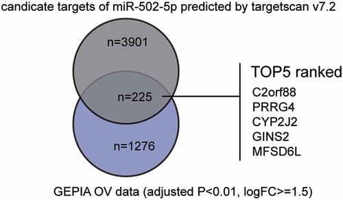 Figure 1. miR-502-5p might be a significant participant in OC by suppressing GINS2