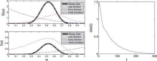 Figure 2. We see for both the susceptible and infected population the theoretical steady states Sθ∗(ω) and Iθ∗(ω) given by the thick black line. The dashed white lines show S(300,ω) and I(300,ω), respectively, where S and I were calculated from system (Equation4(4) ∂∂tS(t,ω)+∂∂ω(d(ω)S(t,ω))=−σ(t)p(ω)∫01q(ζ)I(t,ζ)dζS(t,ω)+δ(ω)I(t,ω),∂∂tI(t,ω)+∂∂ω(e(ω)I(t,ω))=σ(t)p(ω)∫01q(ζ)I(t,ζ)dζS(t,ω)−δ(ω)I(t,ω),(4) ) using an exponential initial condition. We also show the initial conditions and the solution at the earlier point t=20. On the right, we plot dist⁡(t)=∥(Sθ∗(ω),Iθ∗(ω))−(S(t,ω),I(t,ω))∥L1 to show that the solution does indeed converge towards the steady state.