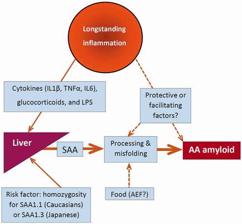 Figure 2. Longstanding inflammation and AA amyloid formation. AEF: amyloid enhancing factor; IL1: interleukin-1; IL6: interleukin-6; LPS: lipopolysaccharide; SAA: serum amyloid A protein; TNF: tumour necrosis factor.