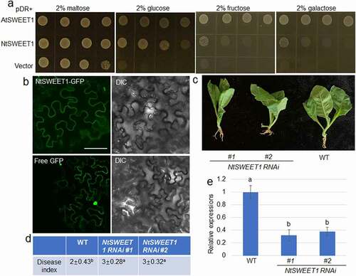 Figure 2. NtSWEET1 function and its role in defense of tobacco against root rot. (a) Hexose transport activity of NtSWEET1 was analyzed in the EBY4000 yeast strain. NtSWEET1 -transformed cells were grown on YNB media that contained 2% glucose, fructose, galactose, or maltose. Empty (pDRf1) vector and AtSWEET1 were used as the negative and positive controls, respectively. (b) Localization of NtSWEET1-GFP or free GFP was analyzed in tobacco leaves. The left and right channels indicate GFP and light image, respectively. (c) Wild-type (WT) and NtSWEET1 RNAi (#1 and #2) plants were inoculated with F. oxysporum. (d) Disease index of plants shown in (c) was calculated (n > 15). (e) Expression level of NtSWEET1 in the WT and NtSWEET1 RNAi plants (#1 and #2). Different letters indicate significant differences between groups (P < 0.05). DIC, Differential interference contrast; GFP, green fluorescent protein; WT, wild-type; YNB, yeast nitrogen base media