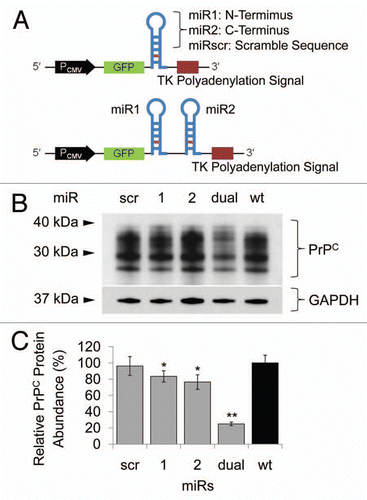 Figure 1 Schematic features of miR cassettes and knockdown efficacy in N2a cells. (A) Each miR cassette in pcDNA6.2-GW/EmGFP vector. (B) Western blot of N2a cells transfected with each miR expression construct. (C) Quantitation of PrPC expression. When miRdual was introduced into the cells, PrPC expression was the most efficiently decreased as compared with wild-type cells (*p < 0.05, **P <0.01).